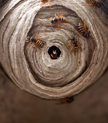 A macro of a small wasp nest